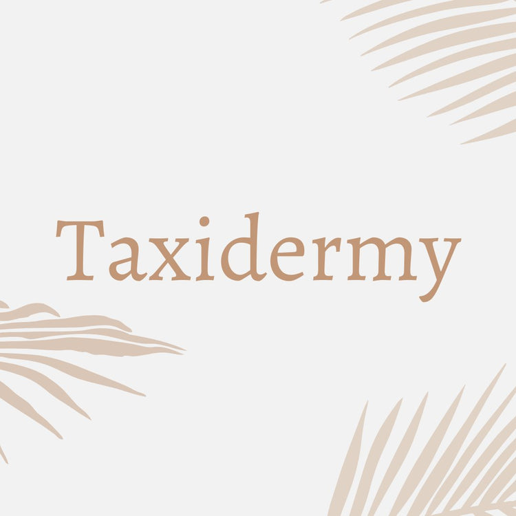 Taxidemy