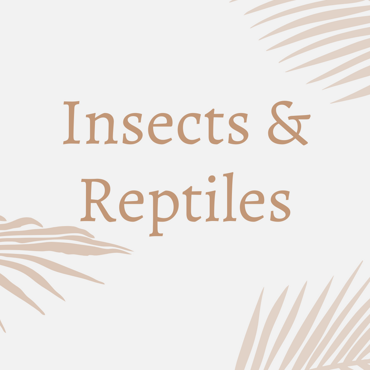 Insects & Reptiles
