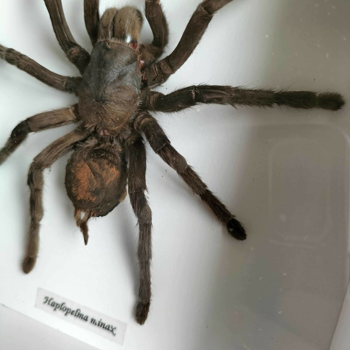 Haplopelma minax