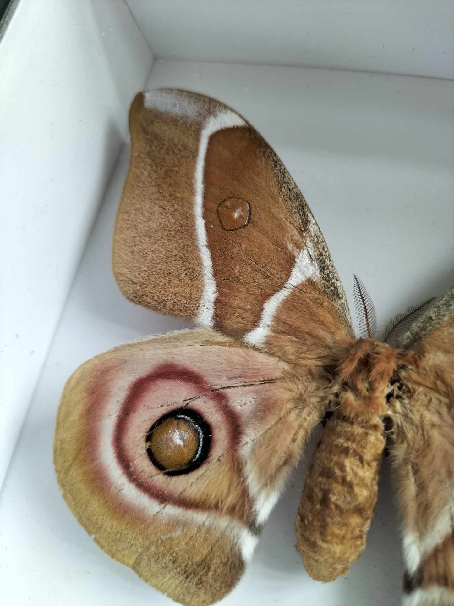 Antherina Suraka