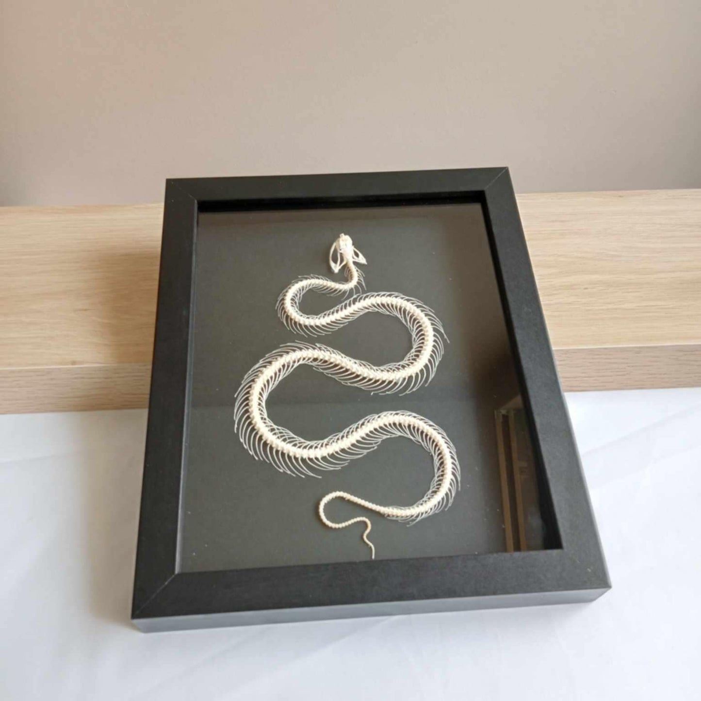 Trimeresurus Alboĺabris - White lipped Pit Viper