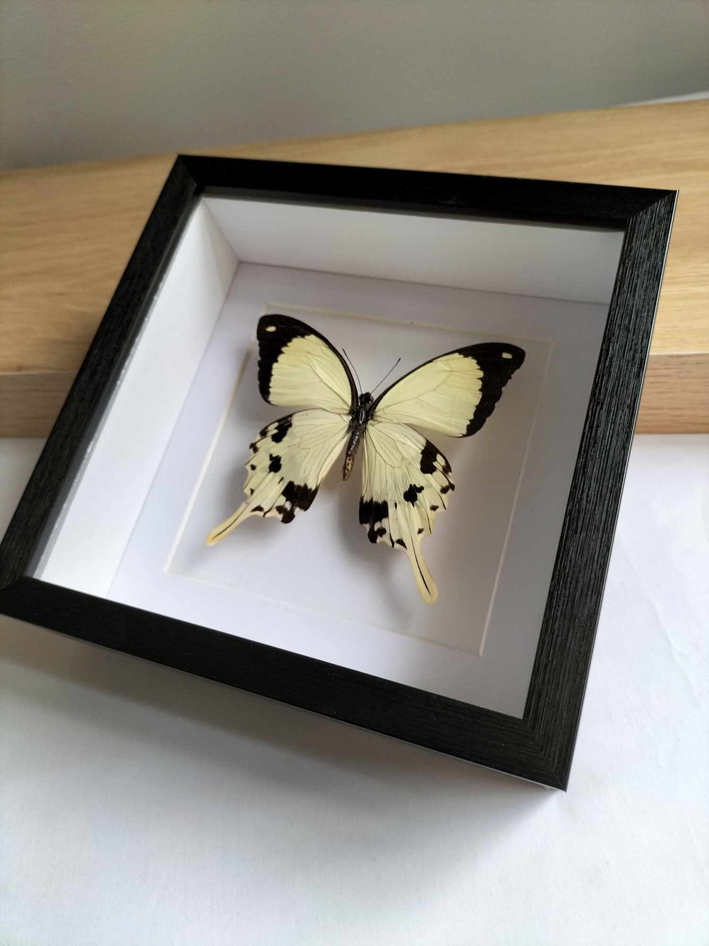 Papilio Dardanus