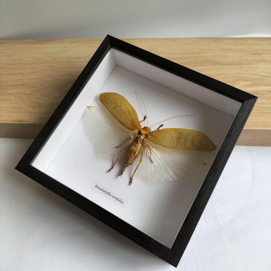 Pseudophyllus Nerifolius Dragonfly