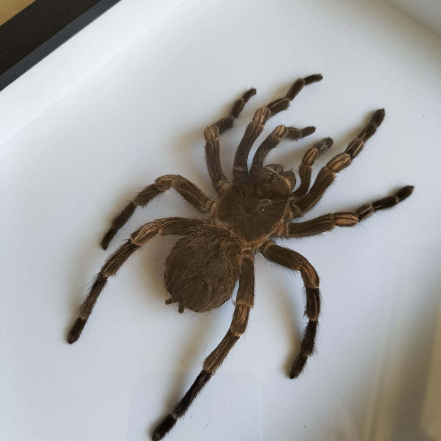 Acanthoscurria Juruenicola