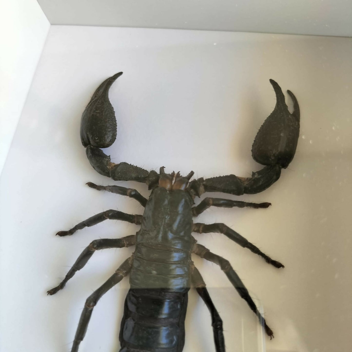 Heterometrus Cyaneus