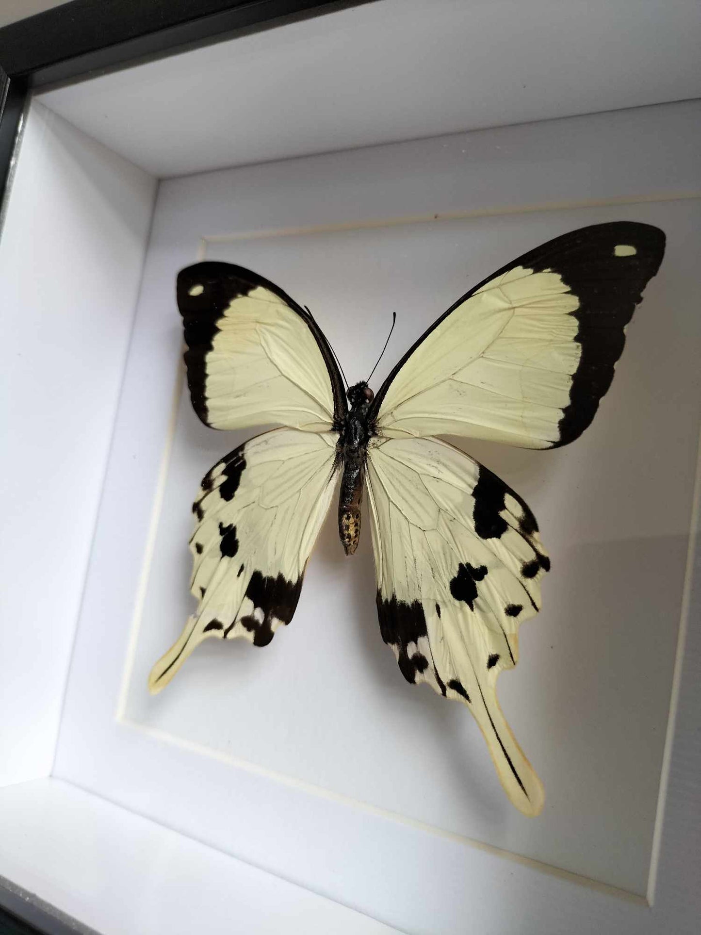 Papilio Dardanus