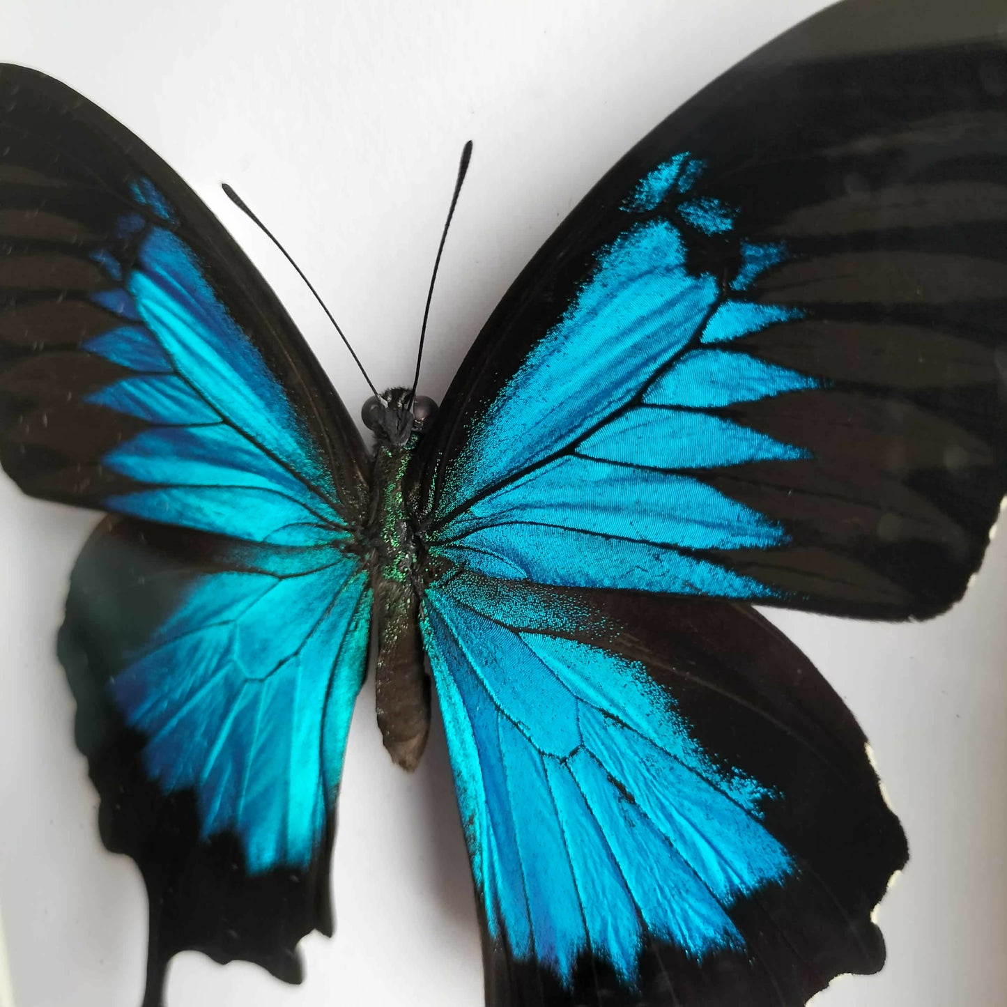 Papilio Ulysses Blue Butterfly