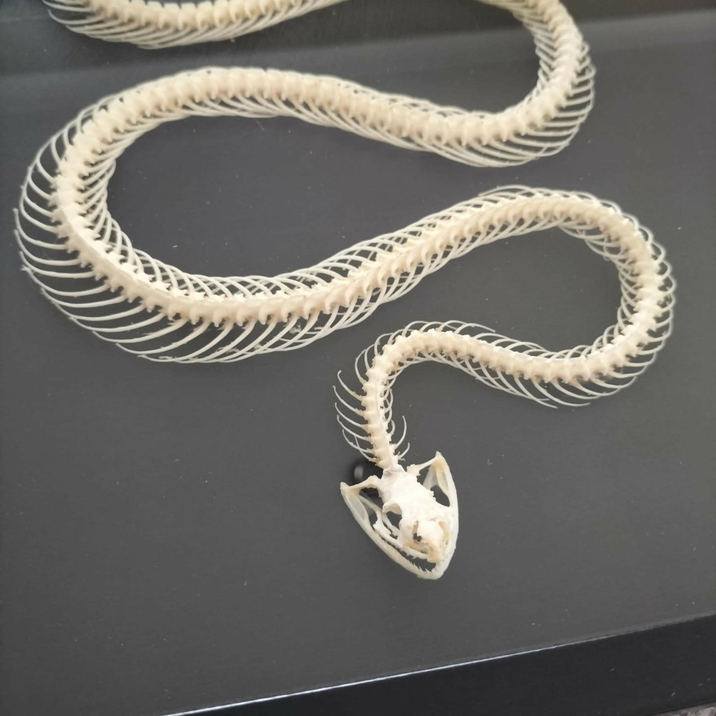 Dendrelaphis Painted Bronze Back Snake