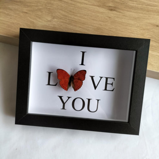 Cymothoe Hobarti Butterfly