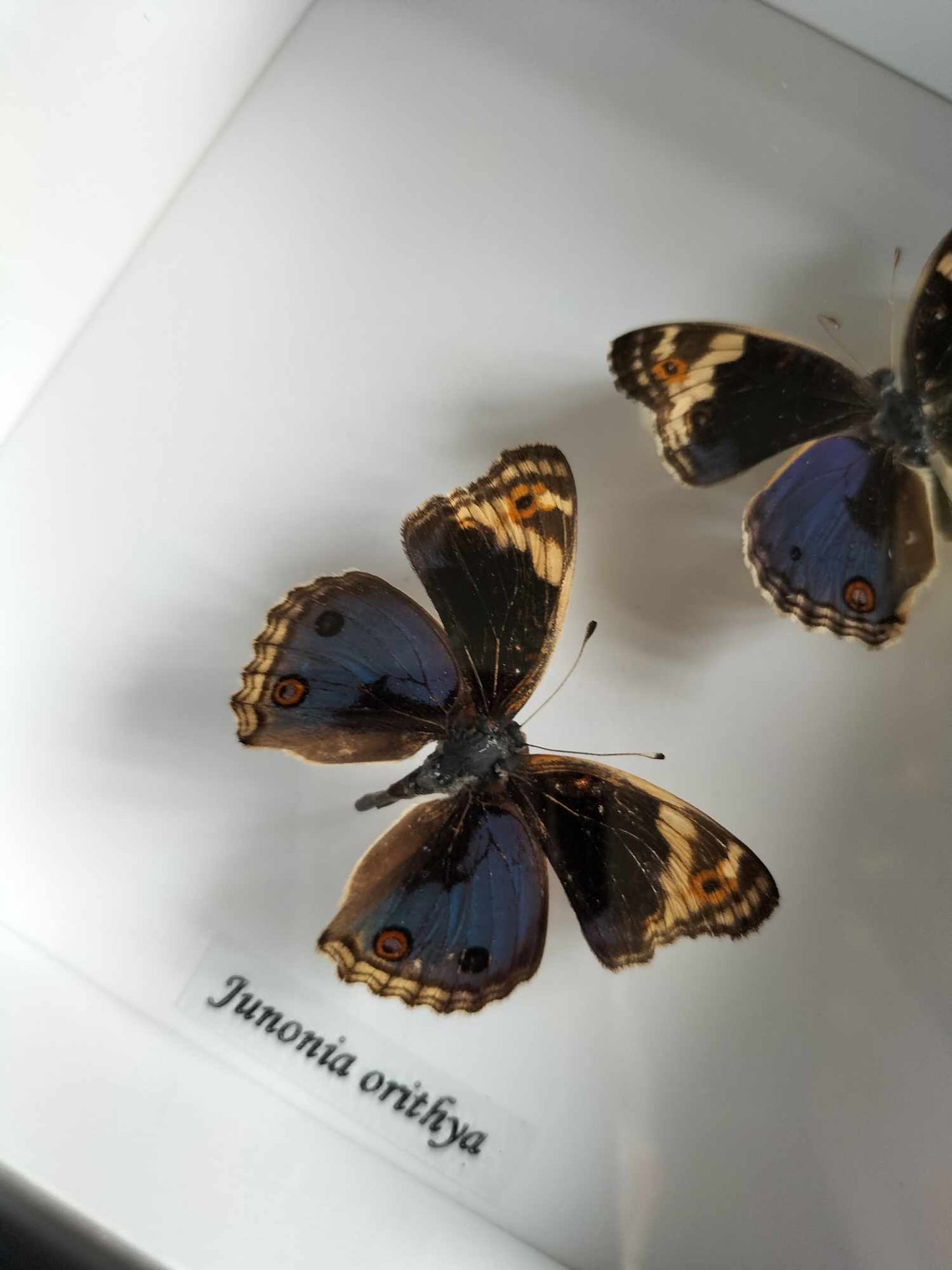 Junonia Orithya