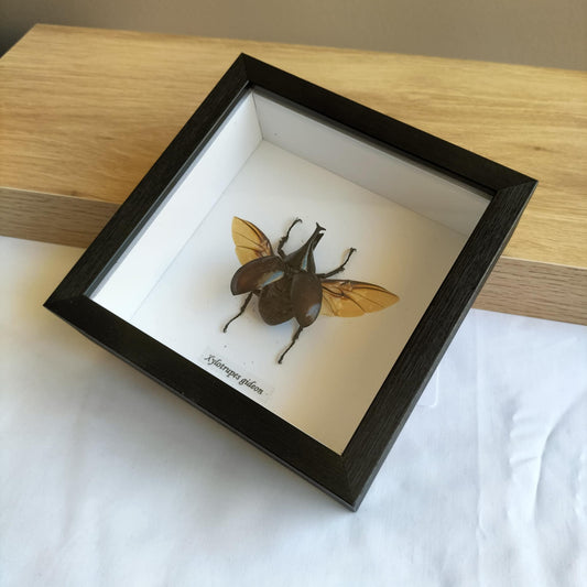 Xylotrupes Gideon Beetle