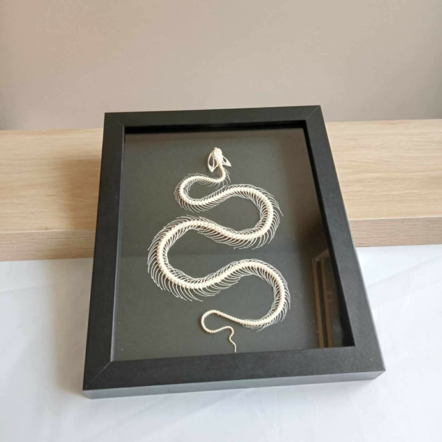 Dendrelaphis Pictus Snake