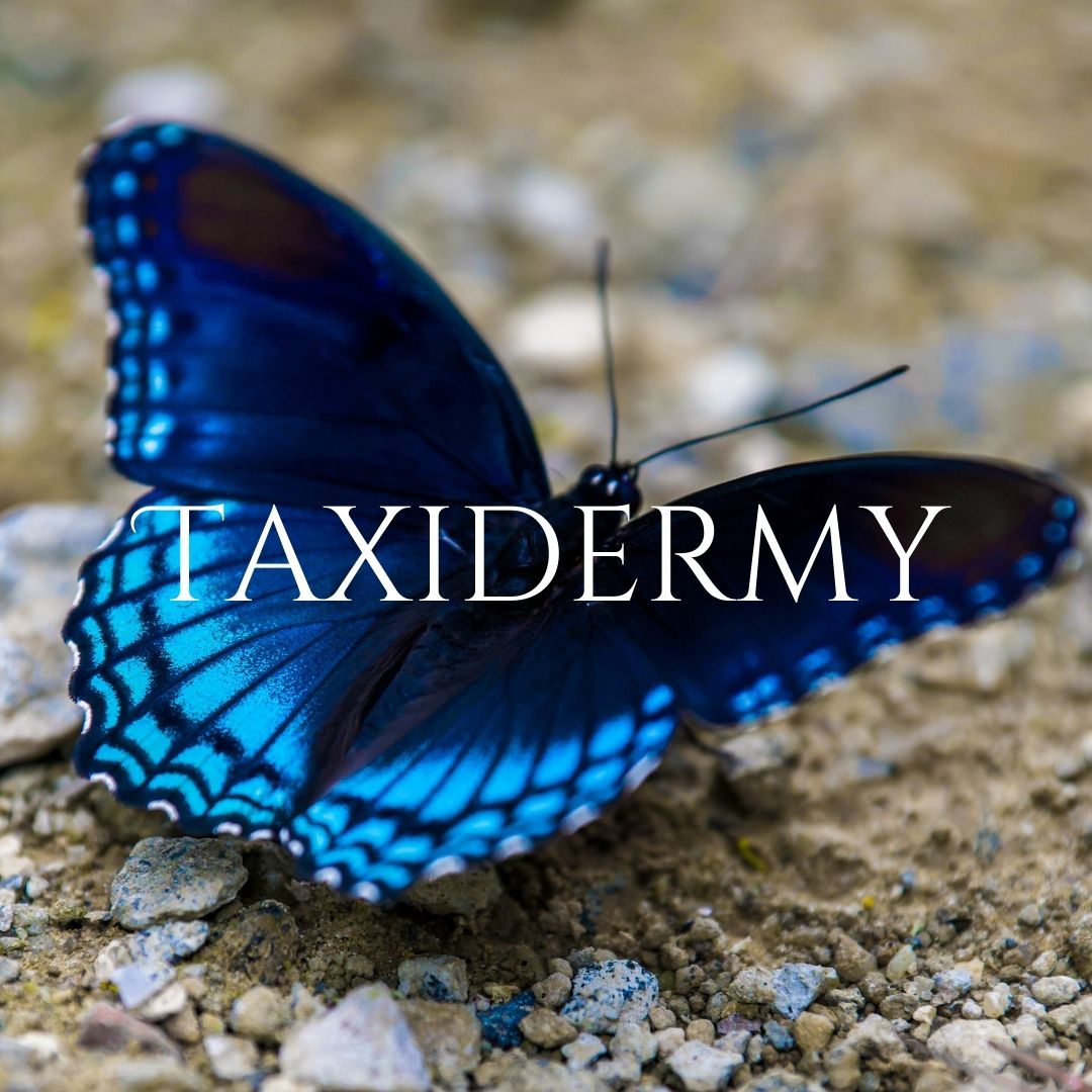 Taxidemy
