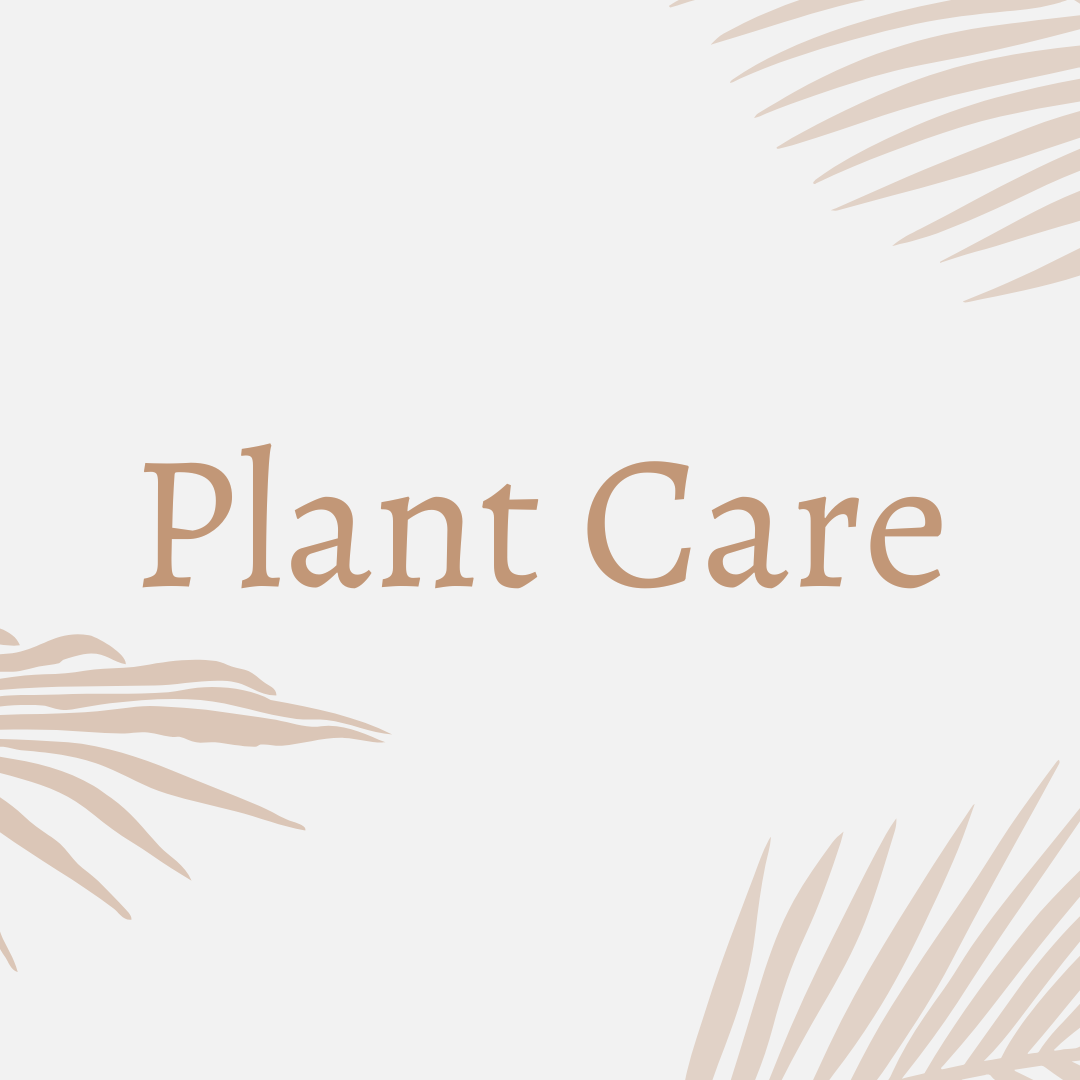 Plant Care & Accesories