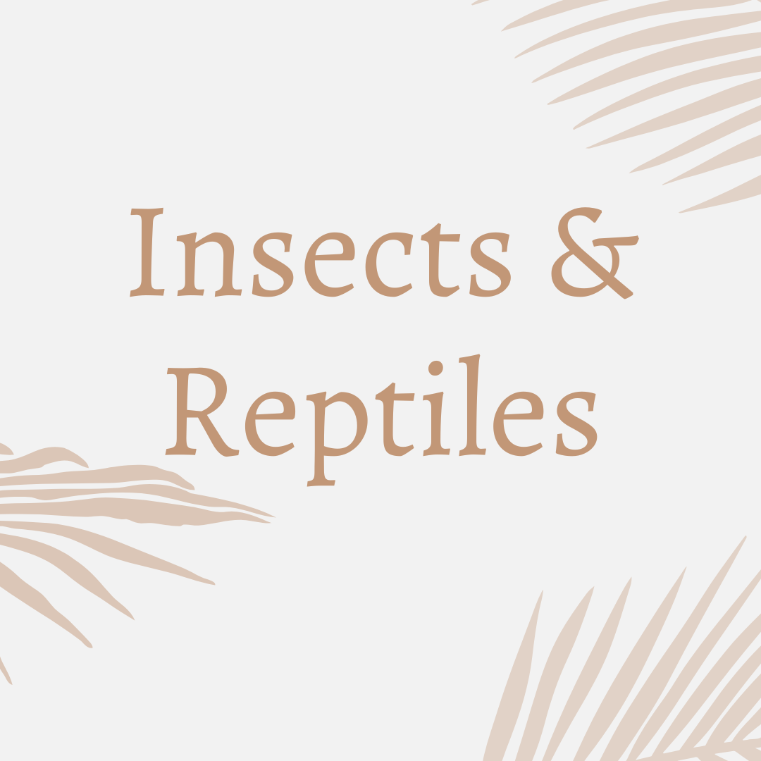 Insects & Reptiles