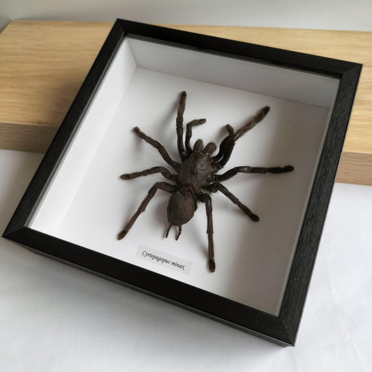 Cyriopagopus Minax Spider