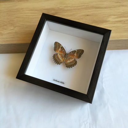 Cethosia Biblis Butterfly