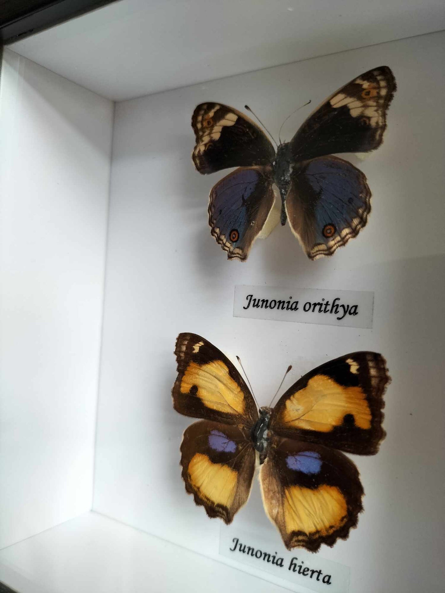 Junonia Orithya & Junonia Hierta