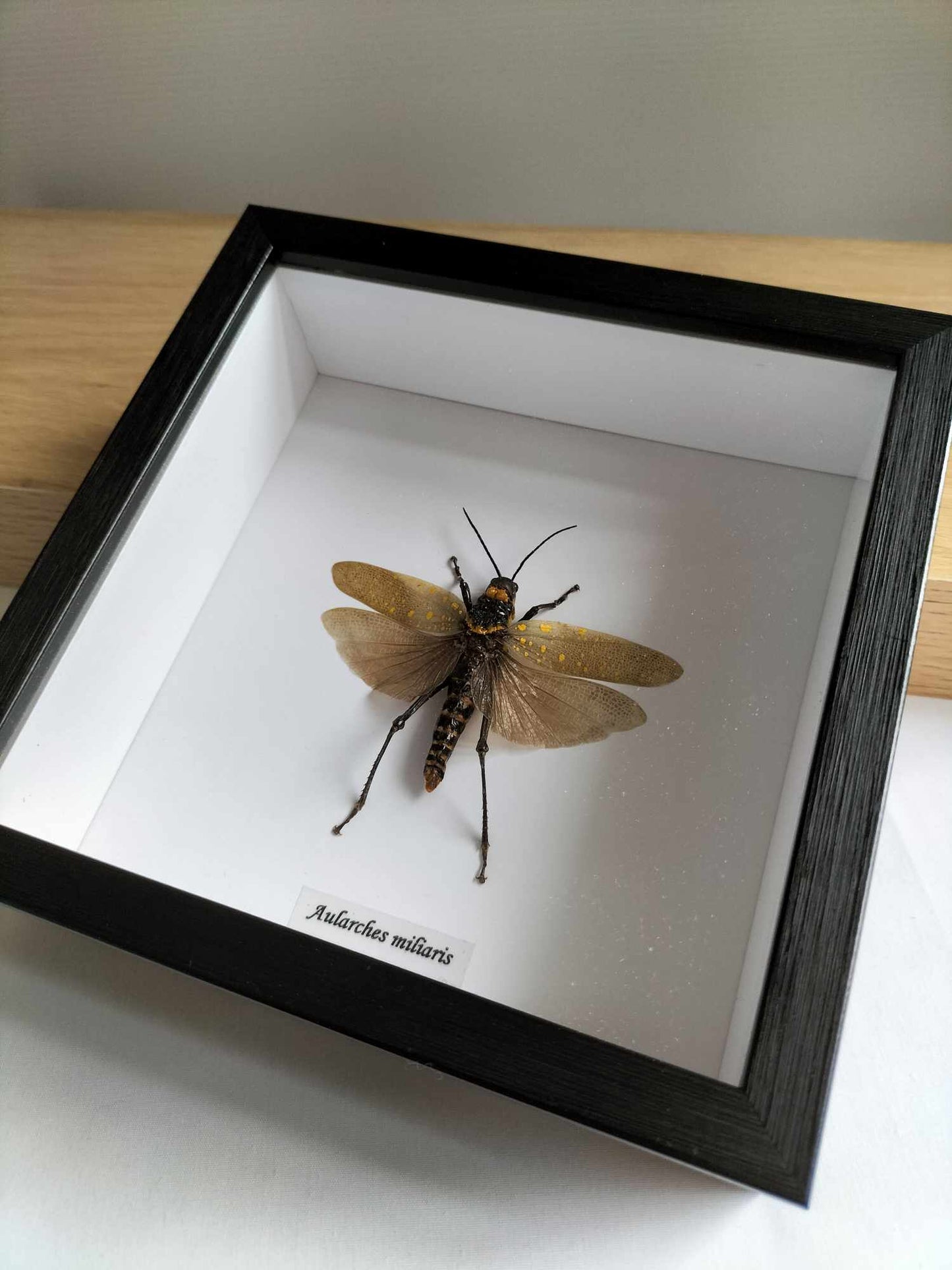 Aularches Miliaris