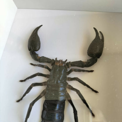 Heterometrus Cyaneus