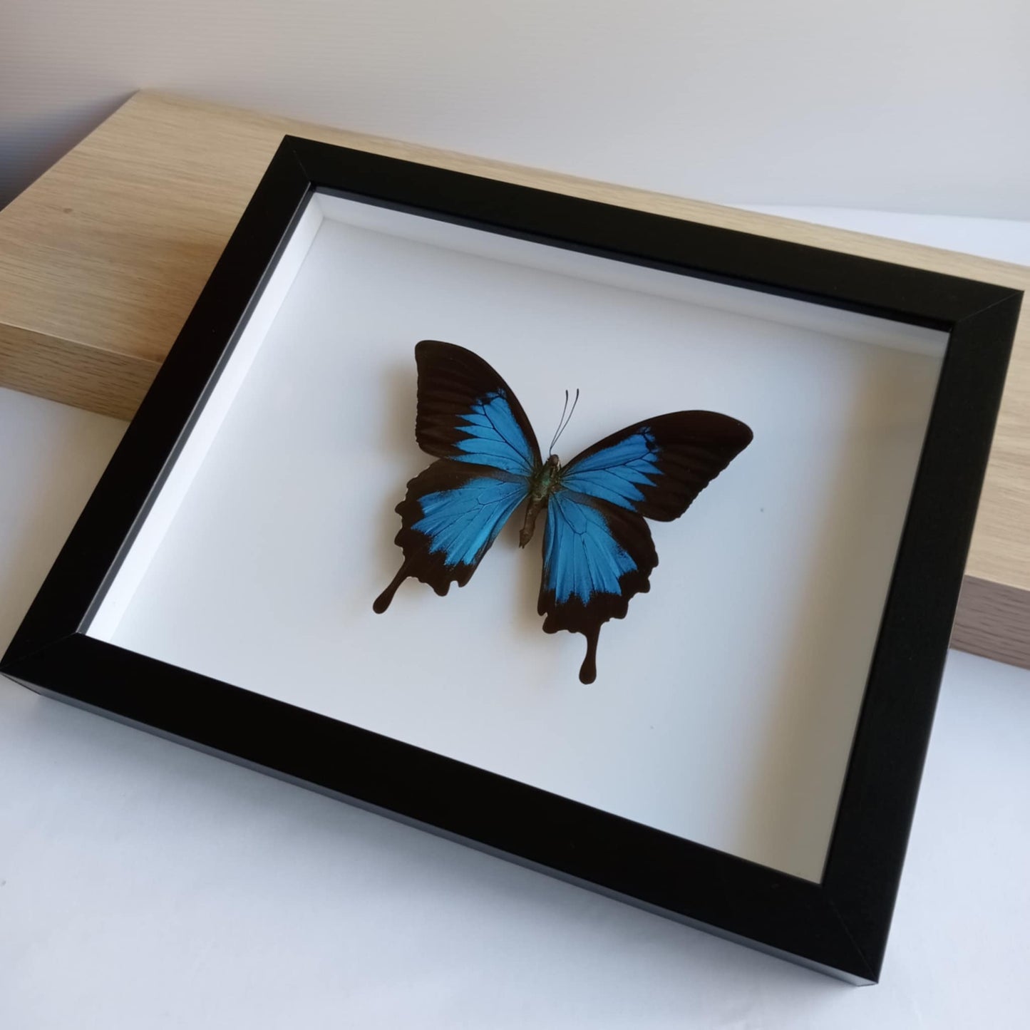 Papilio Ulysses Blue Butterfly