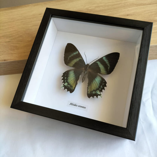 Alcides Orontes Butterfly