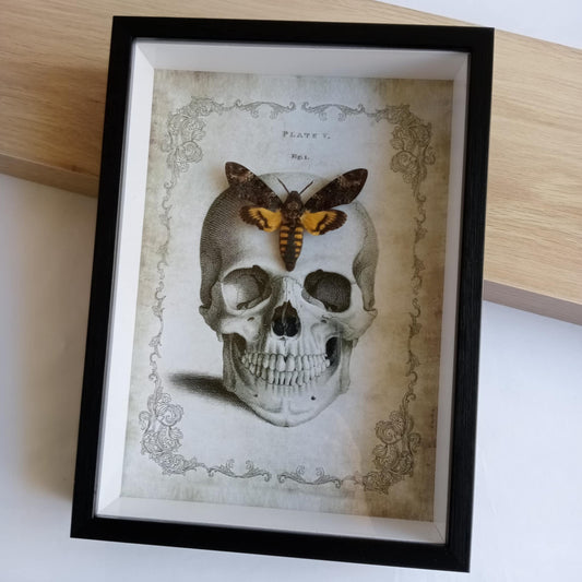 Death Head Moth