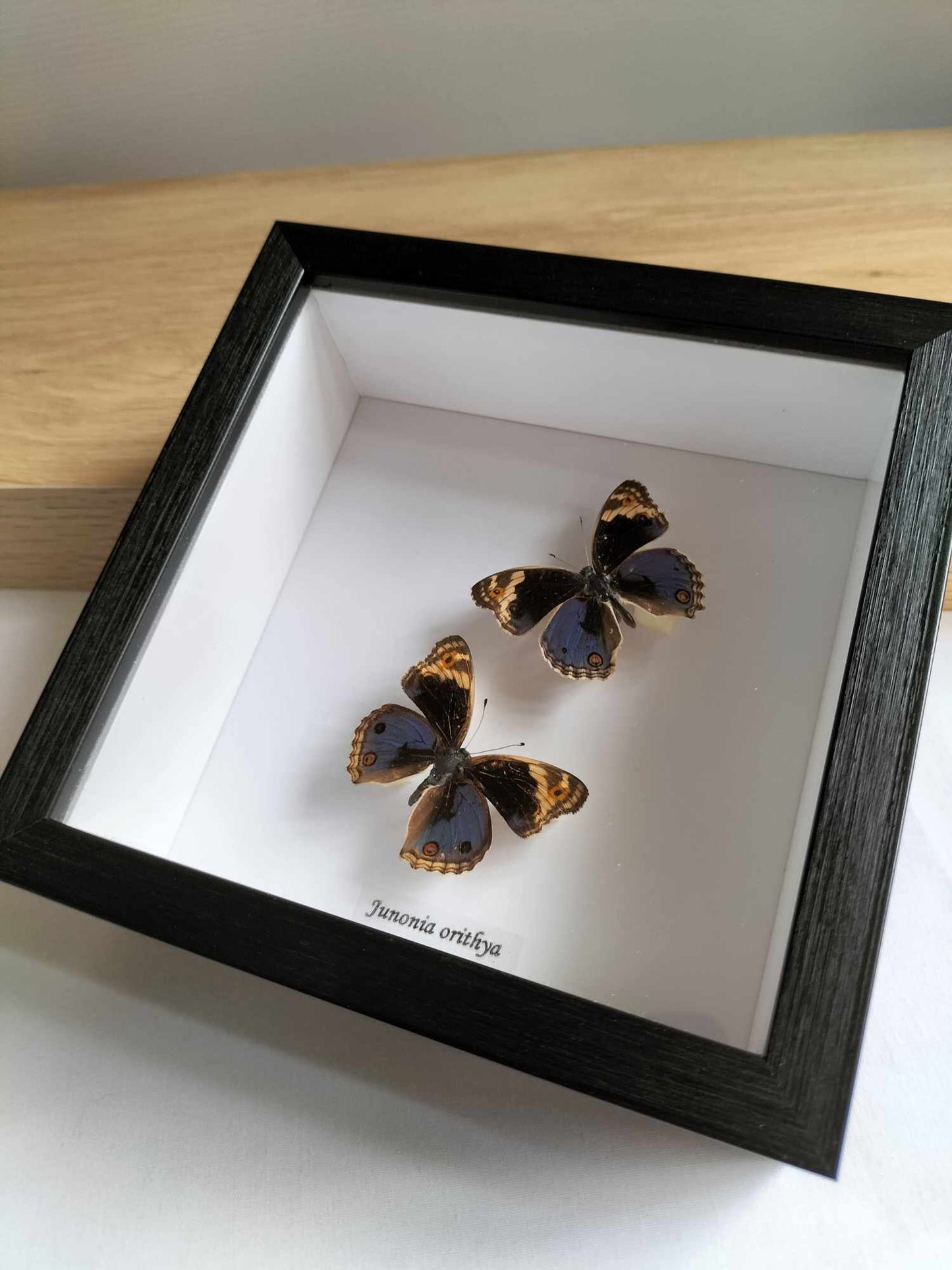 Junonia Orithya