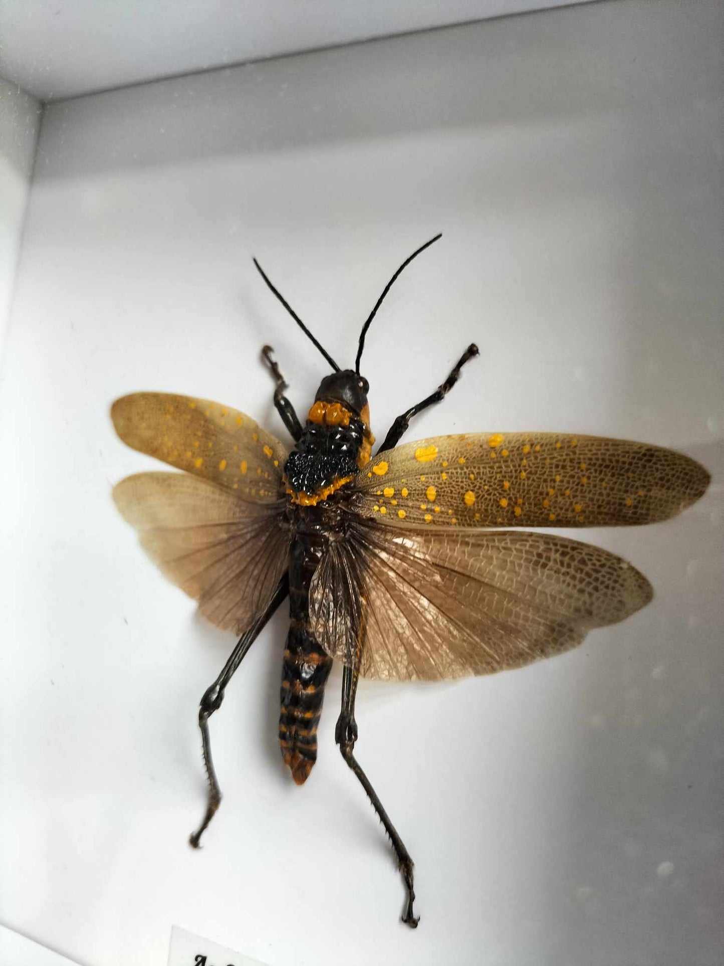 Aularches Miliaris