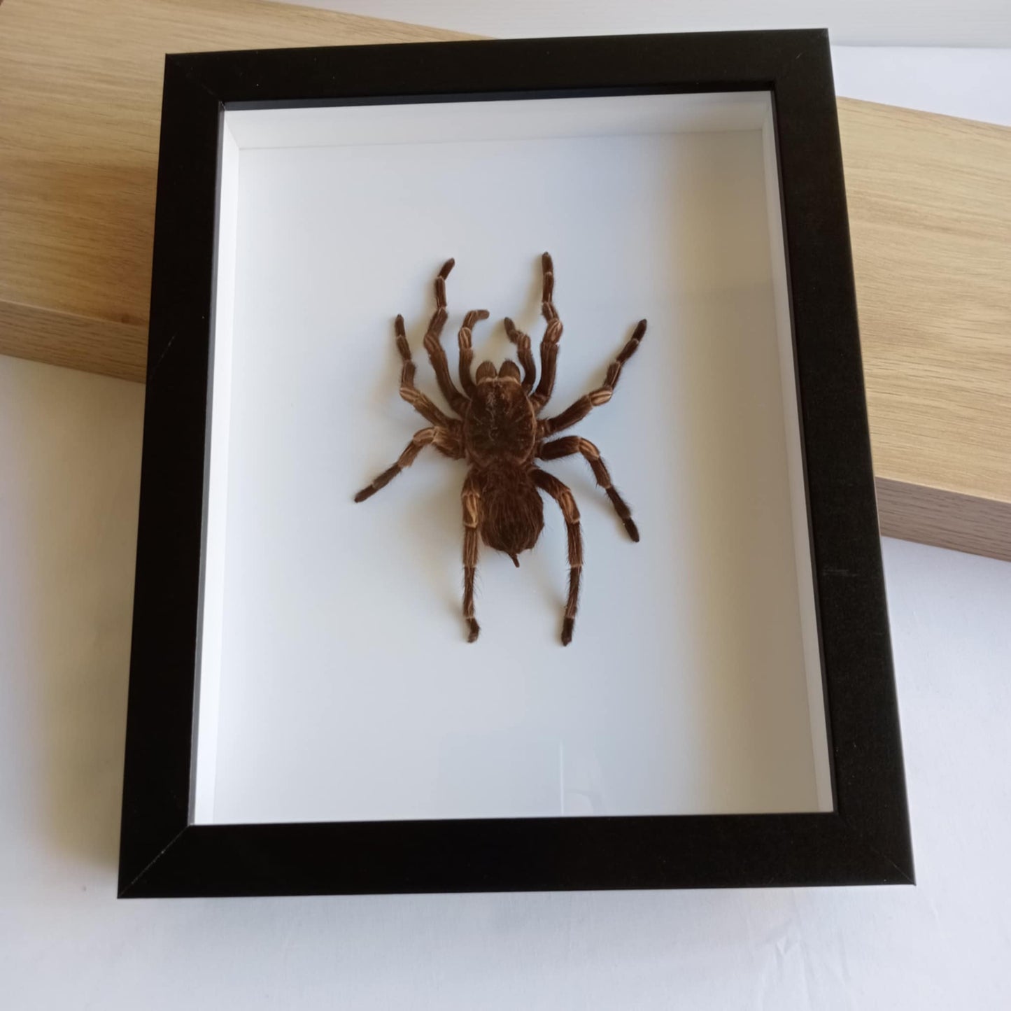 White Striped Tarantula Spider