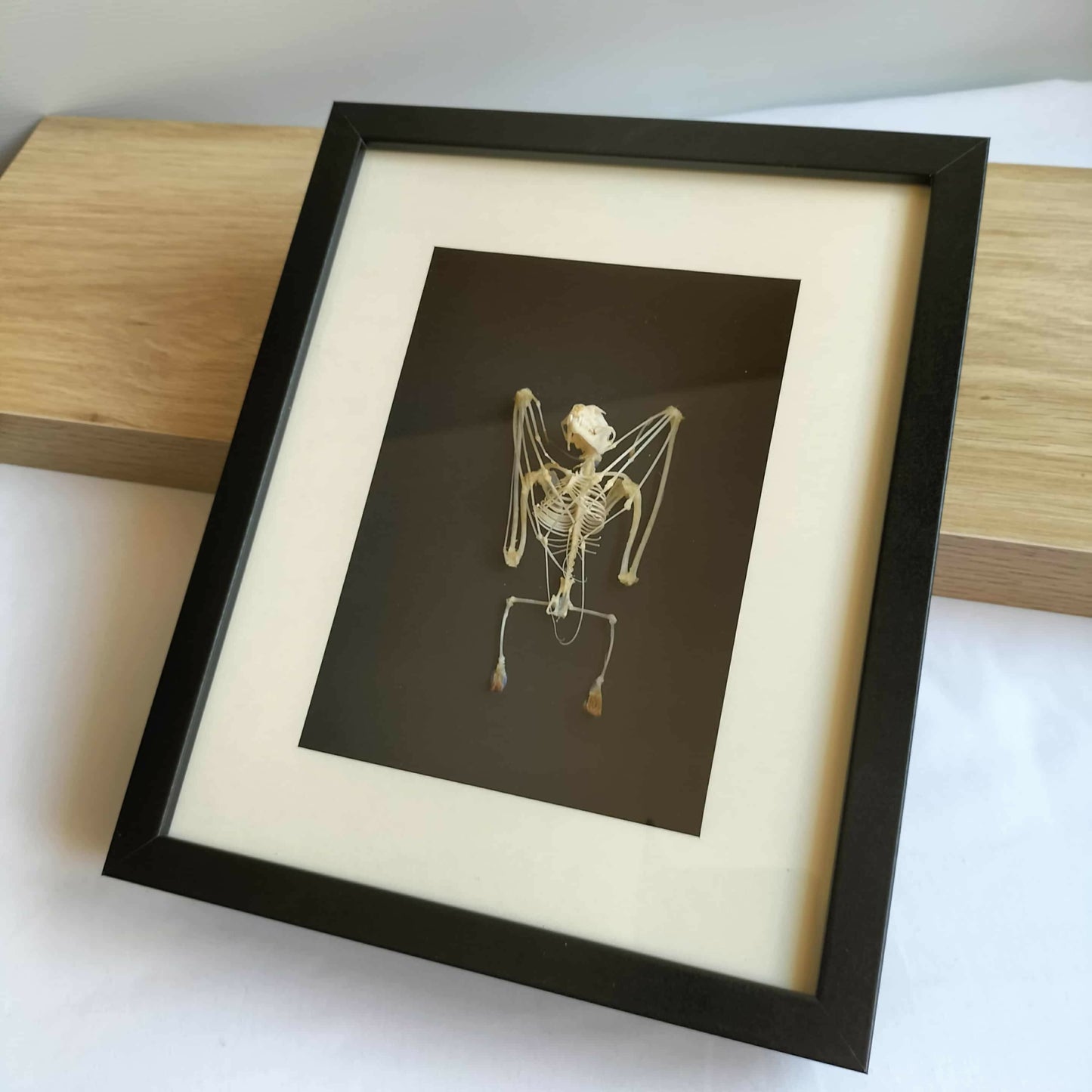 Cynopterus Brachyotis