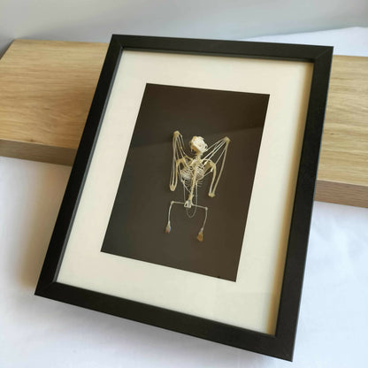 Cynopterus Brachyotis