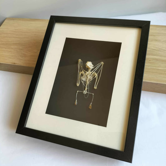 Cynopterus Brachyotis