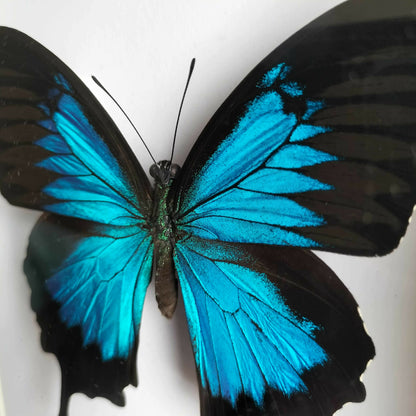 Papilio Ulysses Blue Butterfly