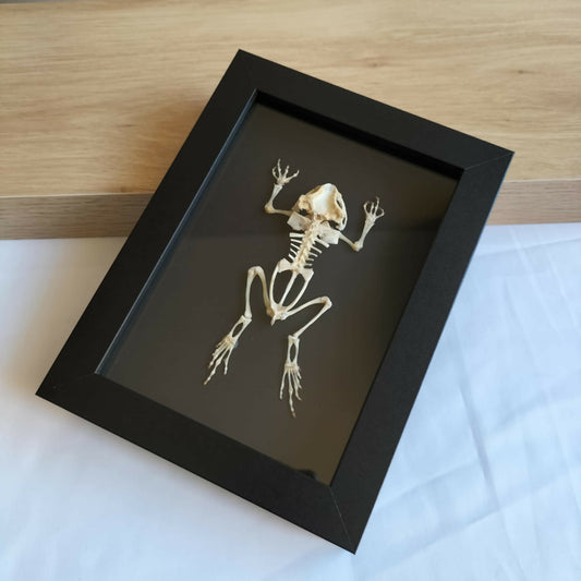 Duttaphrynus melanostictus (Asian Black-Spined Toad) – Skinless Specimen