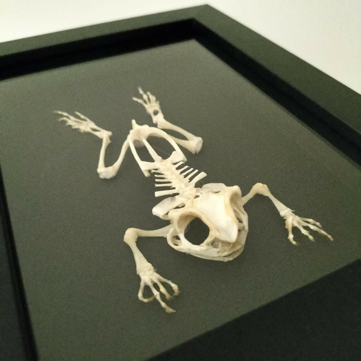 Duttaphrynus melanostictus (Asian Black-Spined Toad) – Skinless Specimen