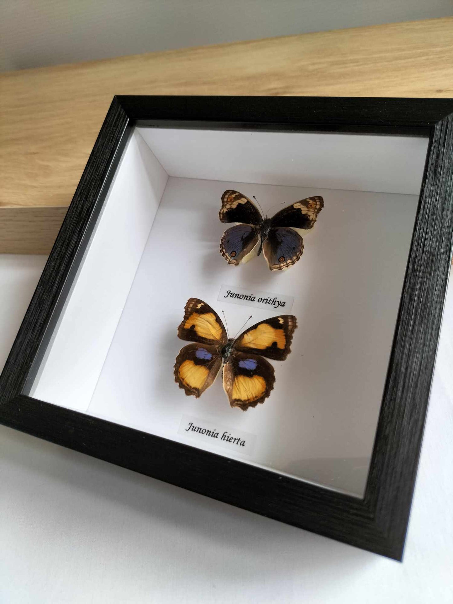 Junonia Orithya & Junonia Hierta