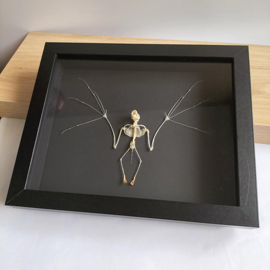 Scotophilus Kuhlii - Lesser Asiatic Yellow Bat Skeleton