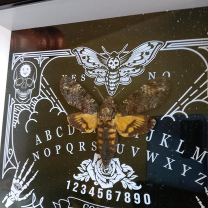 Ouija Board Death Head Moth