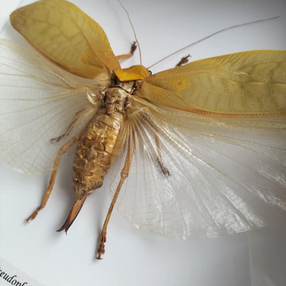 Pseudophyllus Nerifolius Dragonfly