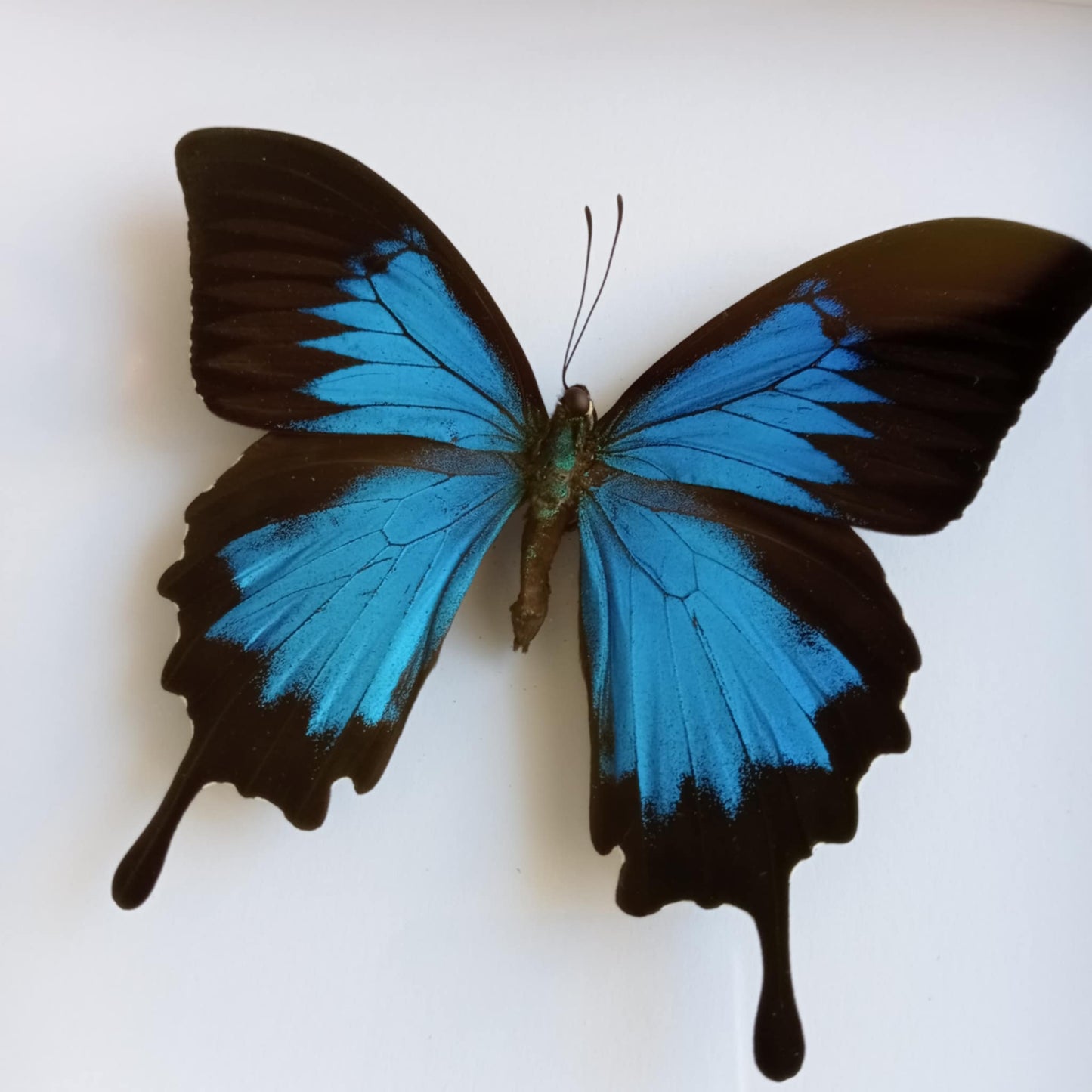Papilio Ulysses Blue Butterfly