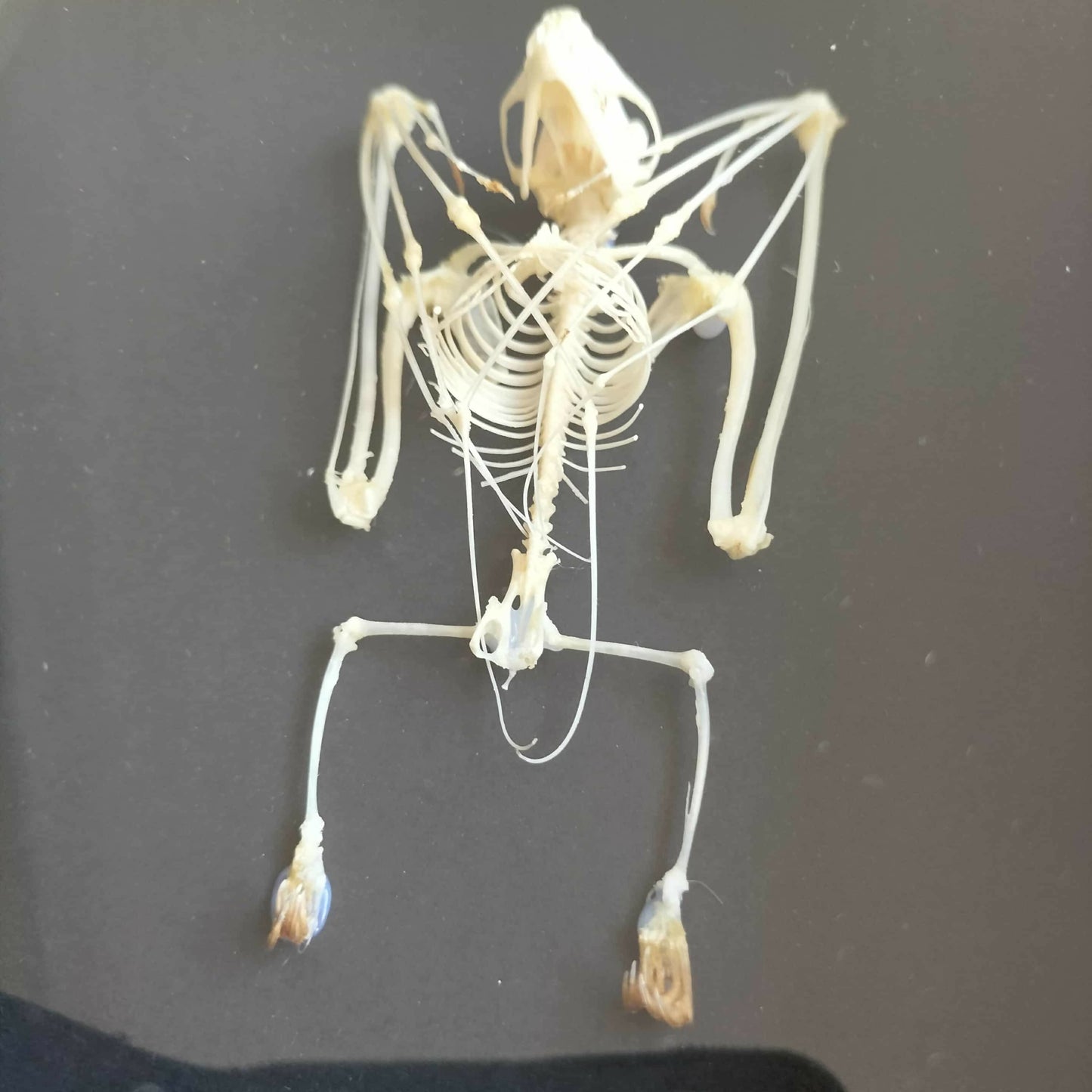 Cynopterus Brachyotis