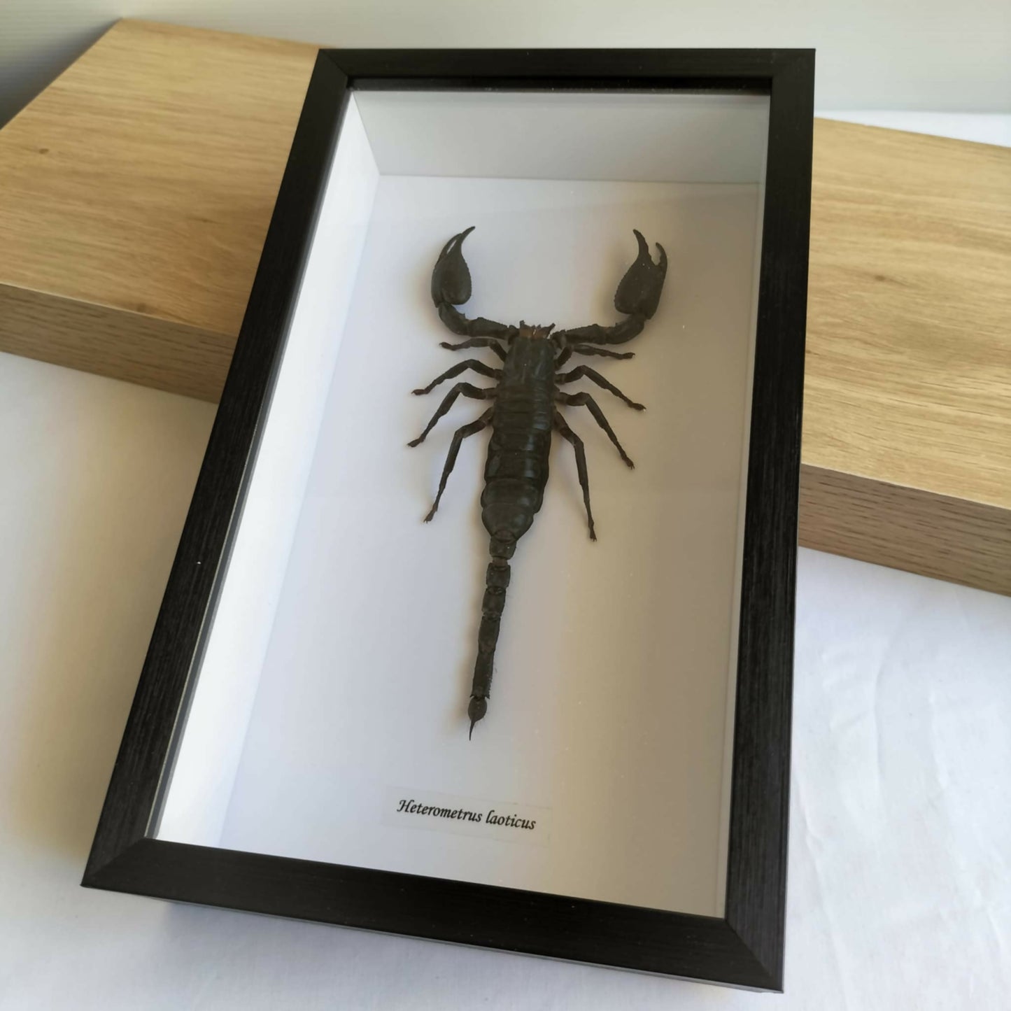 Heterometrus Cyaneus