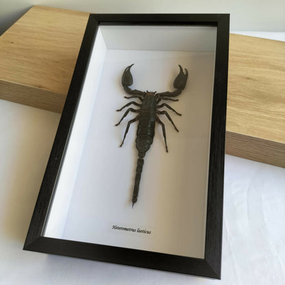 Heterometrus Cyaneus