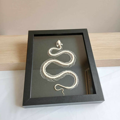 Dendrelaphis Pictus Snake