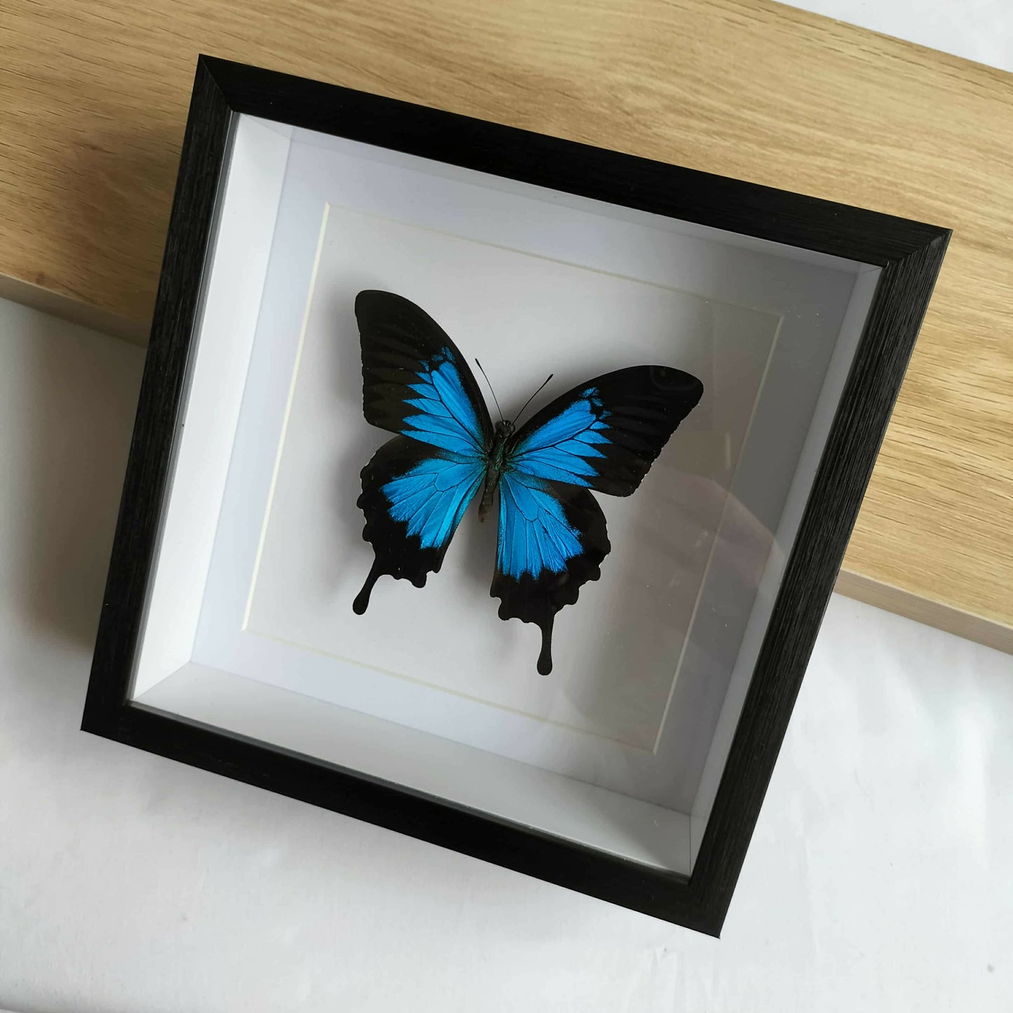 Papilio Ulysses Blue Butterfly
