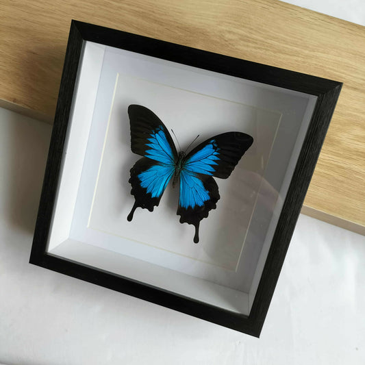 Papilio Ulysses Blue Butterfly